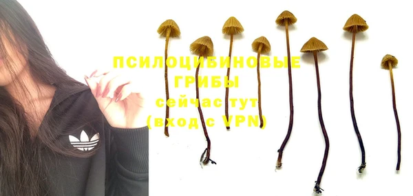 стаф Вяземский